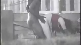 Três garanhões alime ...